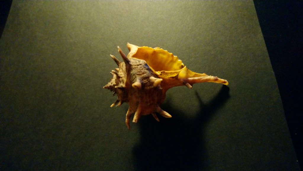brandaris ? cornutus?